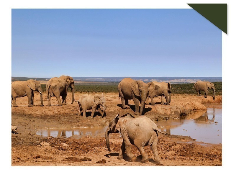 Addo